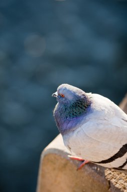 Güvercin (Columba palumbus)