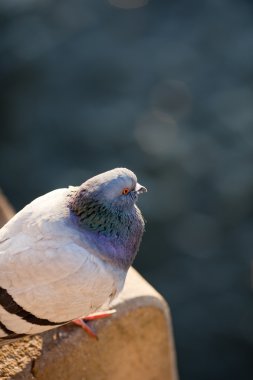 Güvercin (Columba palumbus)