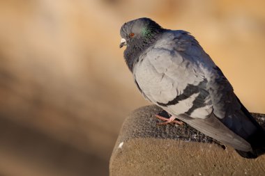 Pigeon (Columba palumbus) clipart