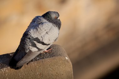 Güvercin (Columba palumbus)