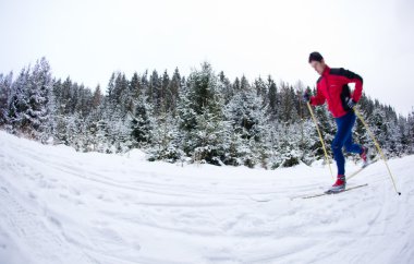 Young man cross-country skiing on a snowy forest trail (color to clipart