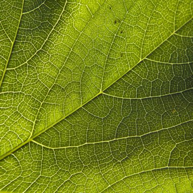 Green leaf close-up clipart