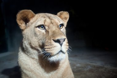 Yakın çekim portre doğada görkemli bir dişi aslan (Panthera Leo)