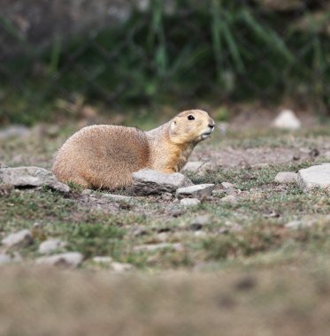 Black tailed prairie dog sitting on the ground and looking aroun clipart