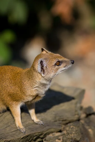 Yellow mongoose - really clever and cute prairie animal — Stock Photo, Image