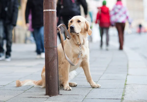 Одинокий милый пес терпеливо ждет своего хозяина на городской улице — стоковое фото