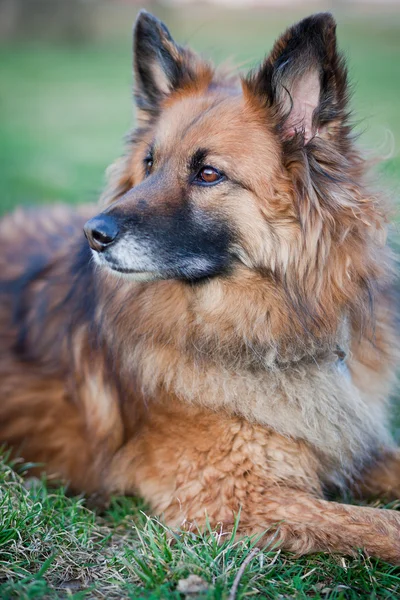 Belçika çoban köpeği — Stok fotoğraf