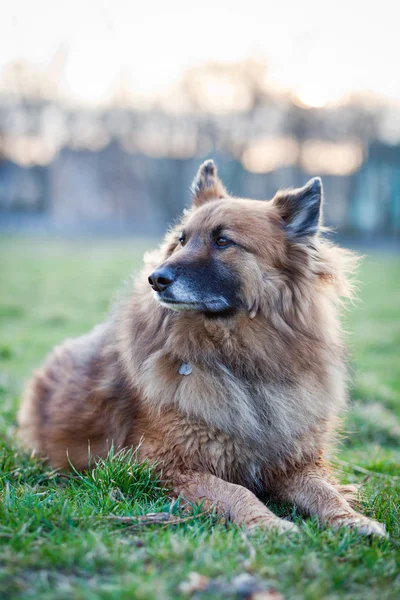 Belçika çoban köpeği — Stok fotoğraf