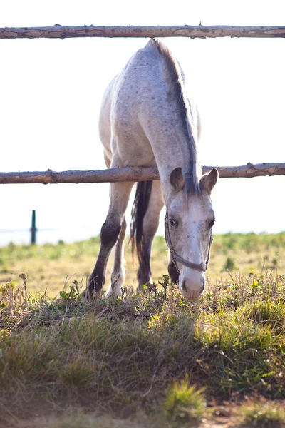 Mooi wit paard grazen op gras op een zonnige dag (kleur ton — Stockfoto
