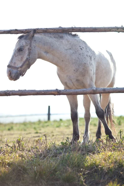 Bellissimo cavallo bianco al pascolo sull'erba in una giornata di sole (colore ton — Foto Stock