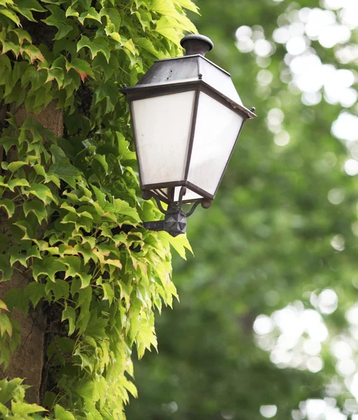 Lanterna su sfondo edera verde — Foto Stock