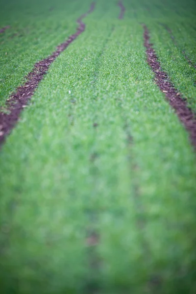 Зеленое поле с прекрасной перспективой — стоковое фото