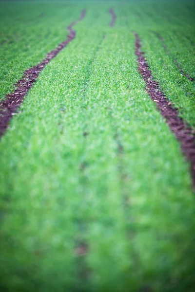 Zielone pole z perspektywy piękne — Zdjęcie stockowe