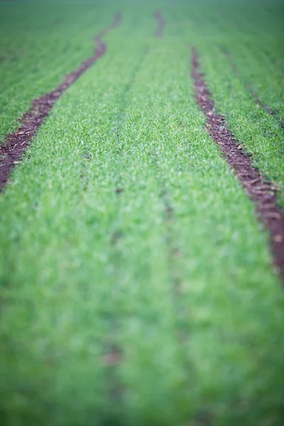 Green field with a lovely perspective — Stock Photo, Image