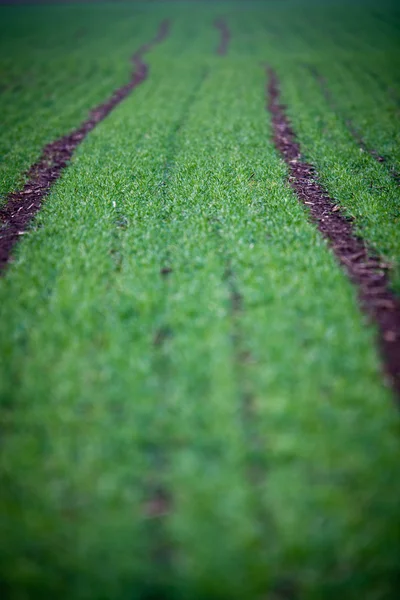 Zöld mező egy szép szemszögéből — Stock Fotó