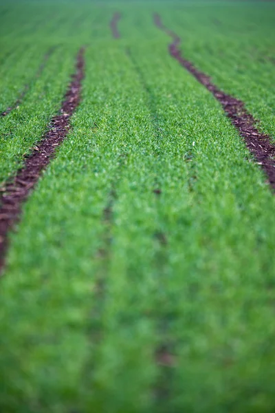 Green field with a lovely perspective — Stock Photo, Image