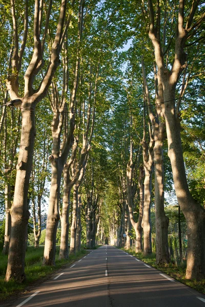 Όμορφη, άδειο επαρχιακό δρόμο με επένδυση με πλατάνια στην Προβηγκία — Φωτογραφία Αρχείου