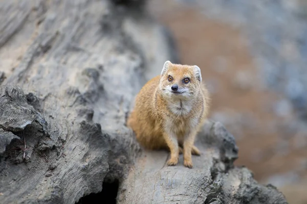Sarı mongoose - kır gerçekten zeki ve sevimli hayvan — Stok fotoğraf