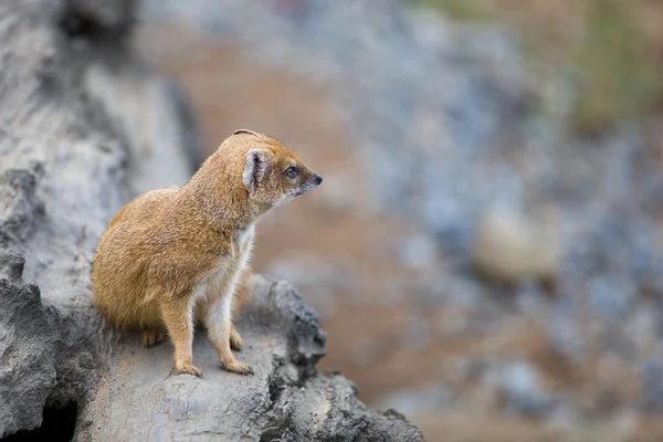 Yellow mongoose - really clever and cute prairie animal — Stock Photo, Image