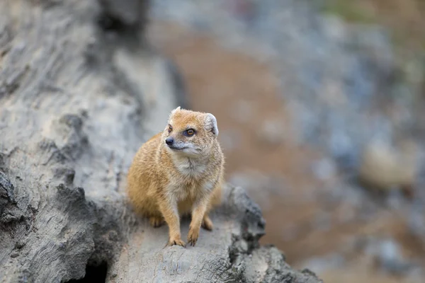 Żółty mongoose - zwierzę łąka naprawdę sprytny i bystry — Zdjęcie stockowe