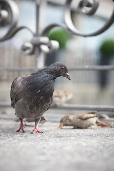 鸽子在城市街道 (浅景深) — 图库照片
