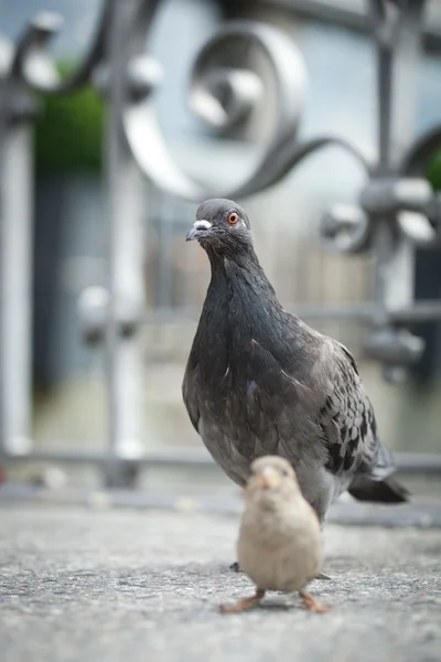 Gołębie na ulicy miasta (płytkie Dof) — Zdjęcie stockowe