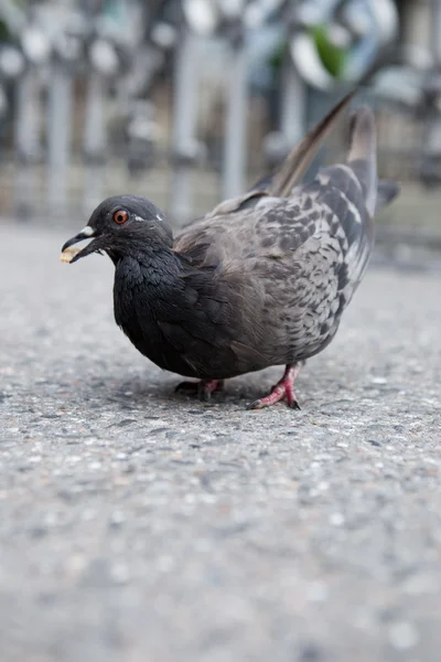 Pigeons sur la rue de la ville (peu profonde DOF ) — Photo