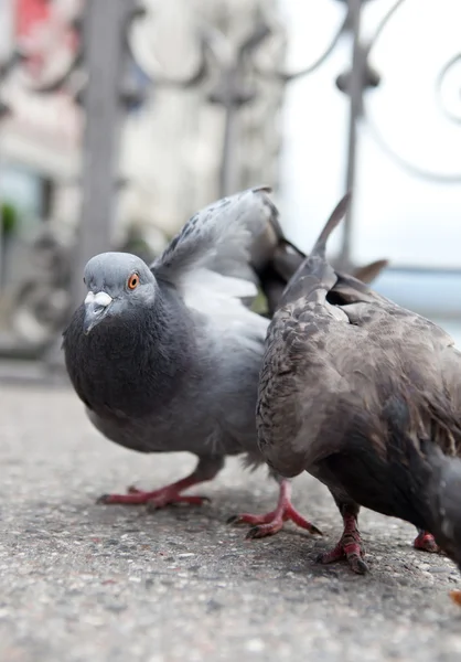Pombos na rua da cidade (DOF rasa ) — Fotografia de Stock
