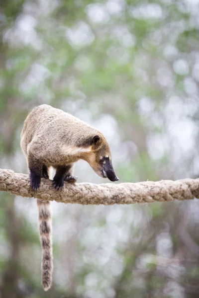 stock image Portrait of a very cute White-nosed Coati (Nasua narica) aka Piz