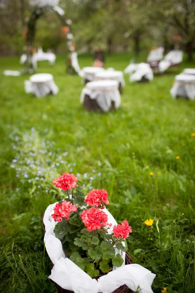 Splendid wedding venue - blossoming orchard on the 1st of May — Stock Photo, Image