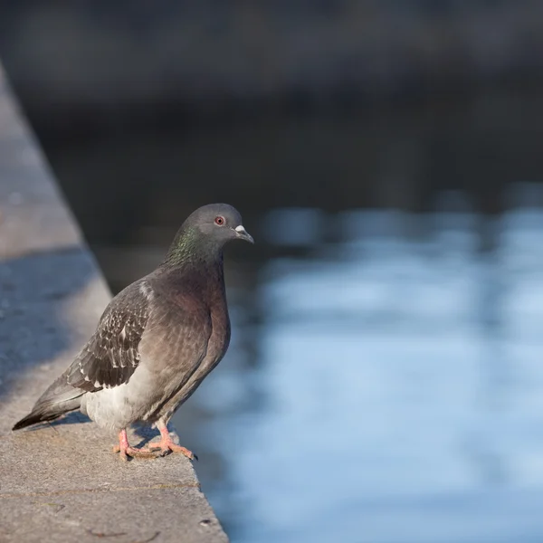 Pigeon (Columba palumbus) ) — Photo