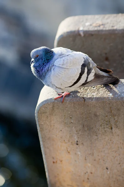 Pigeon (Columba palumbus) ) — Photo