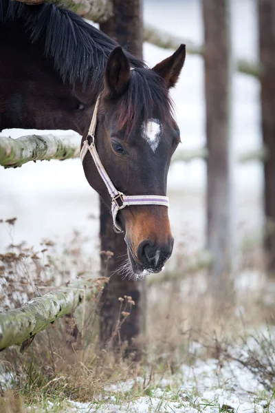 Häst i corral — Stockfoto