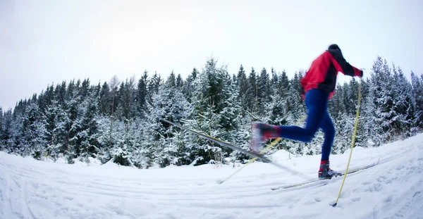 젊은 남자 (색상을 눈 덮인 숲의 흔적에 크로스 컨트리 스키 — 스톡 사진