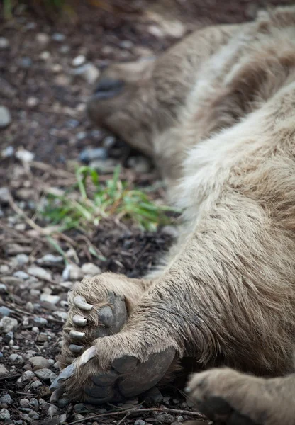 Бурый медведь отдыхает (мелкий DOF - селективное внимание на ногах ) — стоковое фото
