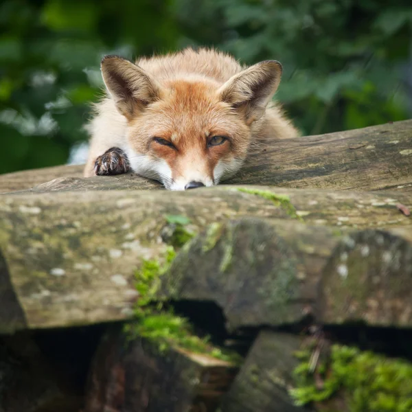 赤狐（ヴァルプル）) — ストック写真