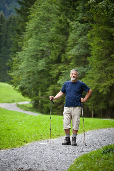 Aktive gut aussehende Senioren Nordic Walking im Freien auf einem Waldpfad — Stockfoto