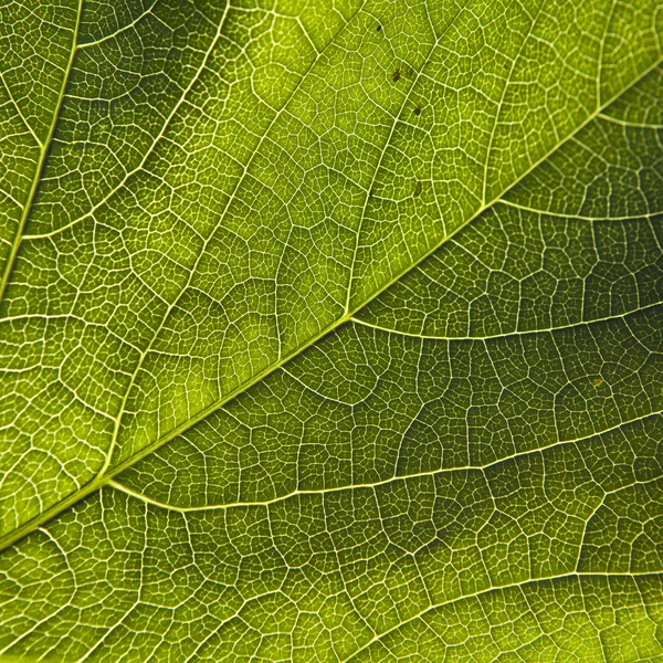 Gröna löv närbild — Stockfoto