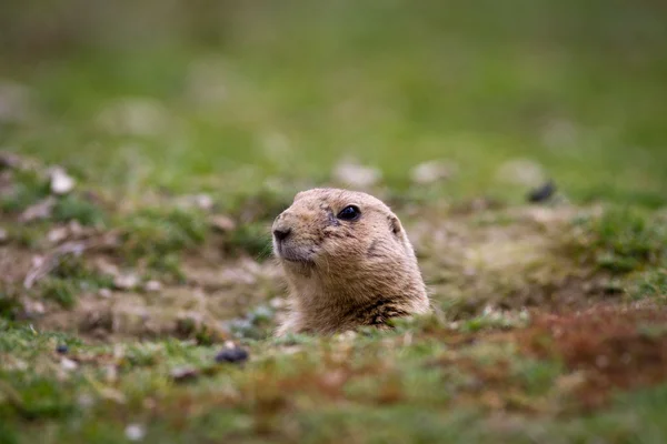 Cão da pradaria de cauda preta (Cynomys ludovicianus ) — Fotografia de Stock