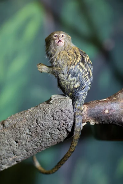 Close-up portrait of a very tiny and very cute pygmy marmoset — Stock Photo, Image