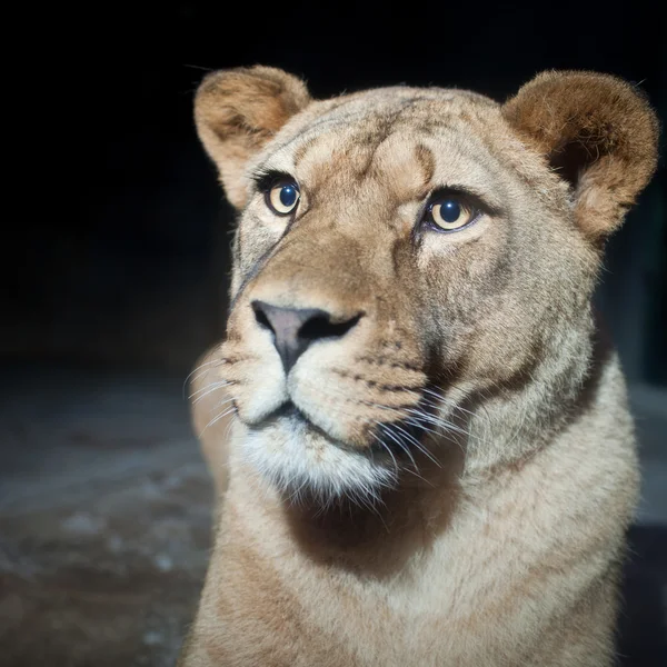 Retrato de cerca de una leona majestuosa (Panthera Leo) en la naturaleza — Foto de Stock