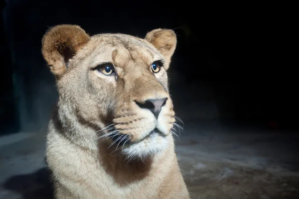 Närbild porträtt av en majestätisk lejoninna (Panthera Leo) i naturen — Stockfoto