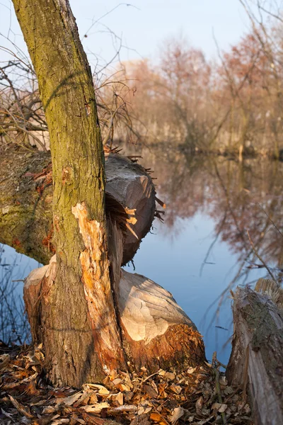Beaver verteerde wilg boom — Stockfoto