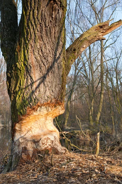 Beaver gnawed willow tree — Stock Photo, Image