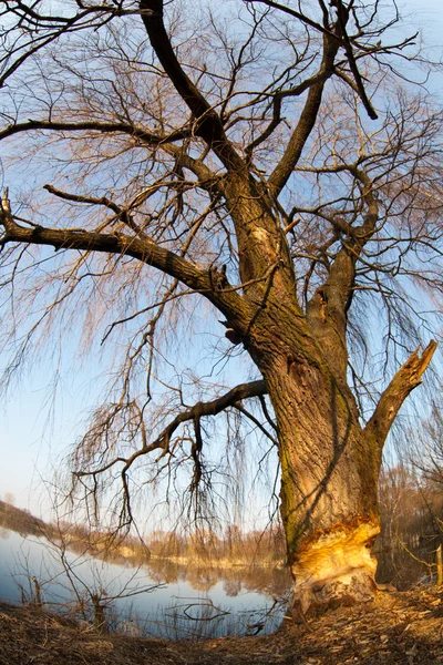 Бобровая кустарниковая ива — стоковое фото