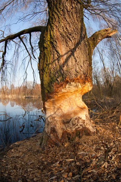 Berang-berang menggerogoti pohon willow — Stok Foto