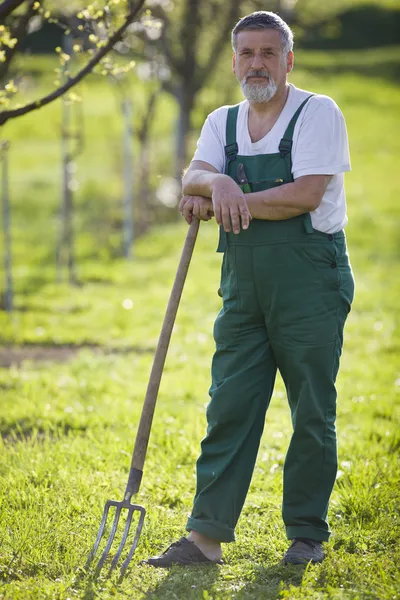 Portrait of a senior man gardening in his garden (color toned im Stock Image