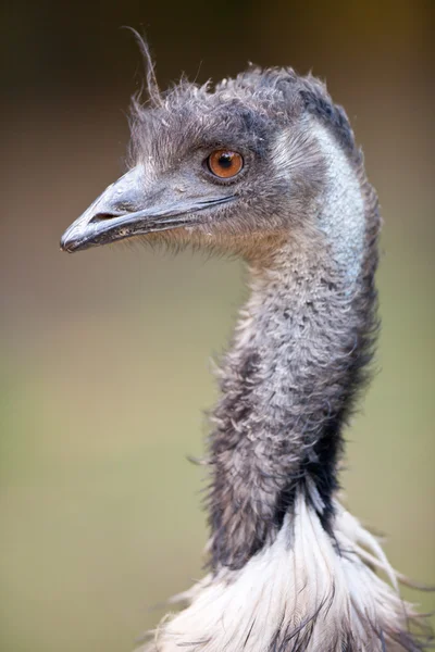 Ostrich Stock Picture
