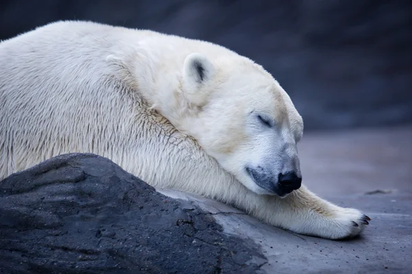 Kutup ayısı Telifsiz Stok Fotoğraflar