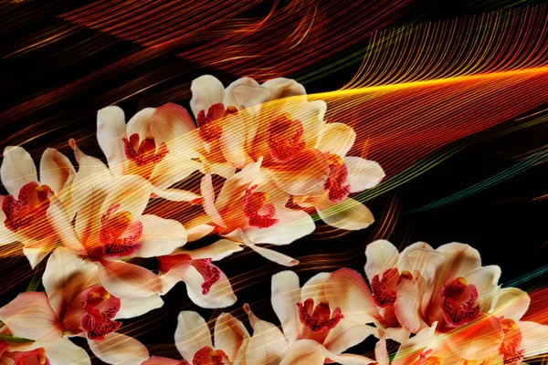 Grunge bakgrund med orkidé — Stockfoto